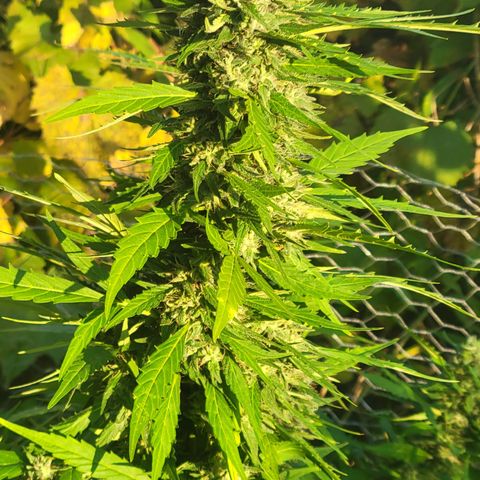 Afghan Hash growlog photo: Flushing 