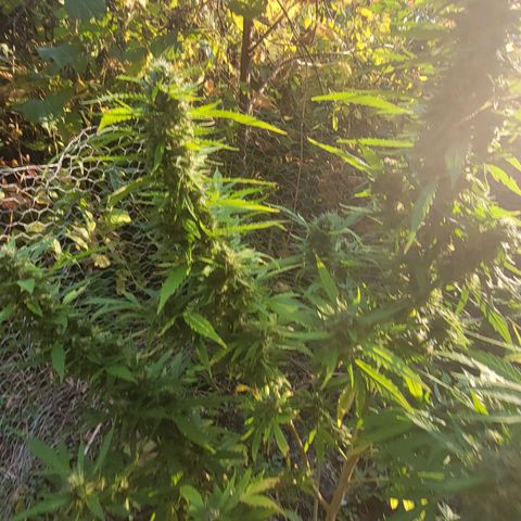 Afghan Hash growlog photo: Flushing 