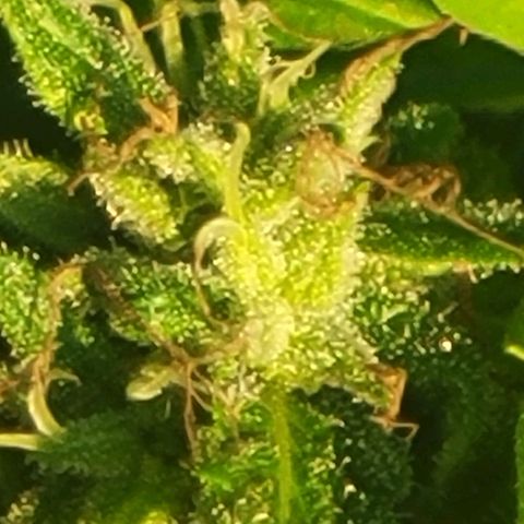 Afghan Hash growlog photo: Flushing 