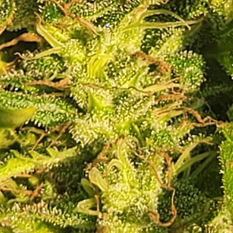 Afghan Hash growlog photo: Flushing 