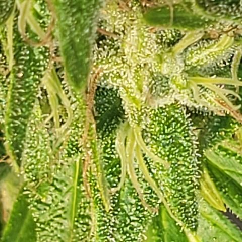 Afghan Hash growlog photo: Flushing 