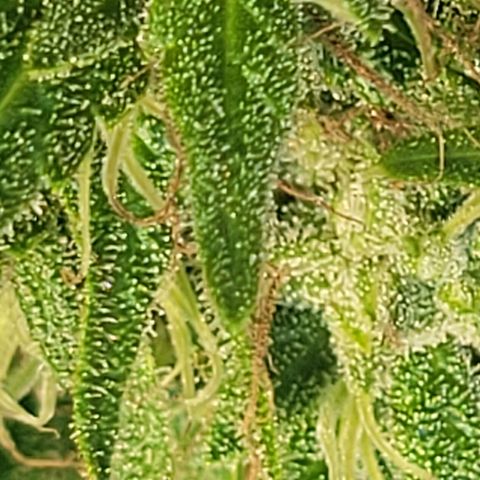 Afghan Hash growlog photo: Flushing 