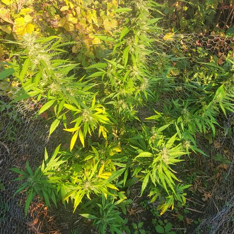 Afghan Hash growlog photo: Flushing 