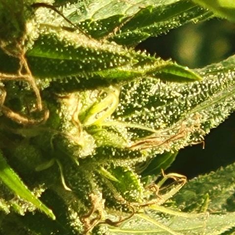 Afghan Hash growlog photo: Flushing 