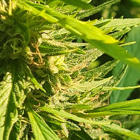 Afghan Hash growlog photo: Flushing 