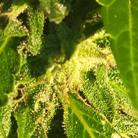 Afghan Hash growlog photo: Flushing 