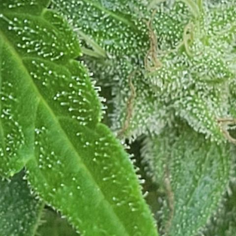 Afghan Hash growlog photo: Flushing 
