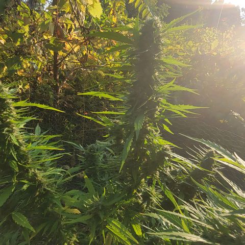 Afghan Hash growlog photo: Flushing 