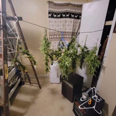 Afghan Hash growlog timeline photo