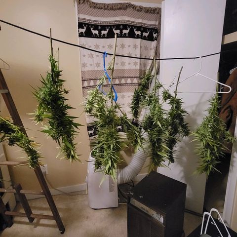 Afghan Hash growlog timeline photo