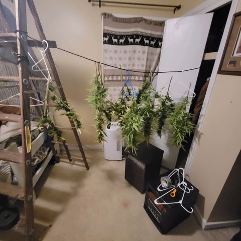 Afghan Hash growlog timeline photo
