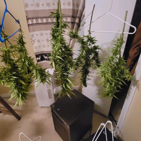Afghan Hash growlog timeline photo