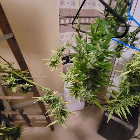 Afghan Hash growlog timeline photo