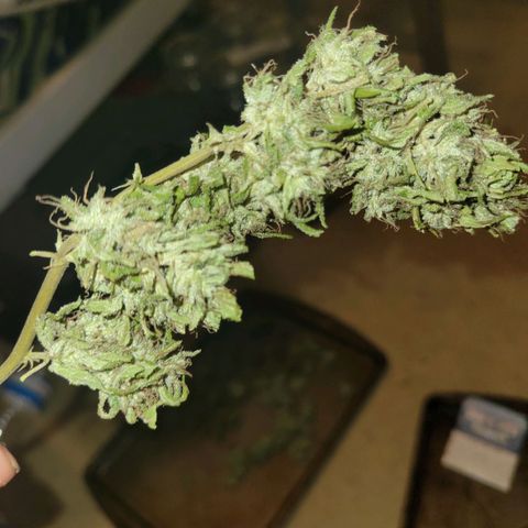 Afghan Hash growlog photo: Trim and started cure