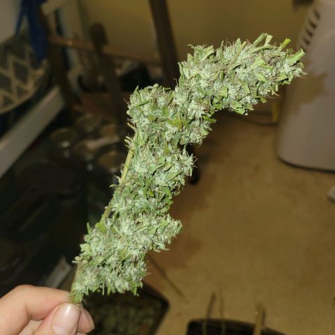 Afghan Hash growlog photo: Trim and started cure