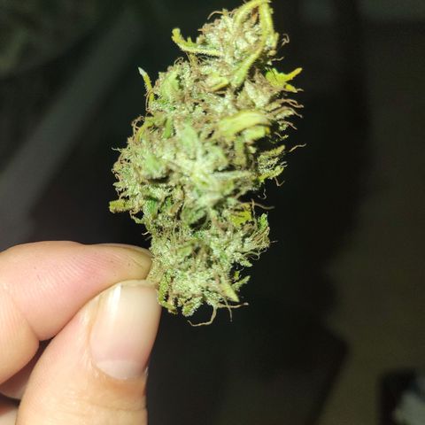 Afghan Hash growlog photo: Trim and started cure