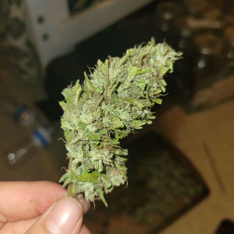 Afghan Hash growlog photo: Trim and started cure