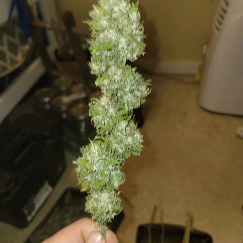 Afghan Hash growlog photo: Trim and started cure