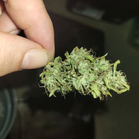 Afghan Hash growlog photo: Trim and started cure
