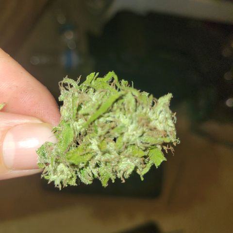 Afghan Hash growlog photo: Trim and started cure