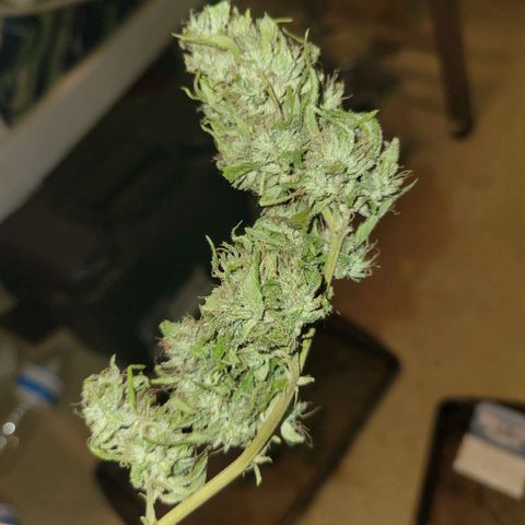 Afghan Hash growlog photo: Trim and started cure
