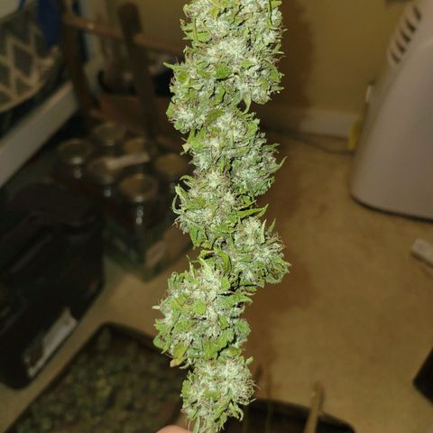 Afghan Hash growlog photo: Trim and started cure