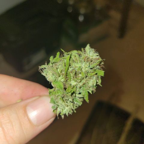 Afghan Hash growlog photo: Trim and started cure