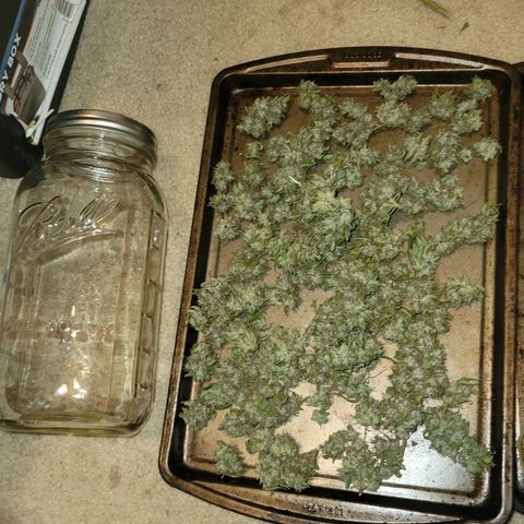 Afghan Hash growlog photo: Tried and in cure jars