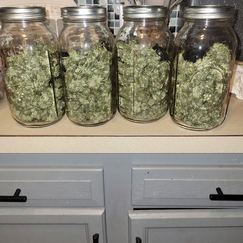 Afghan Hash growlog photo: Tried and in cure jars