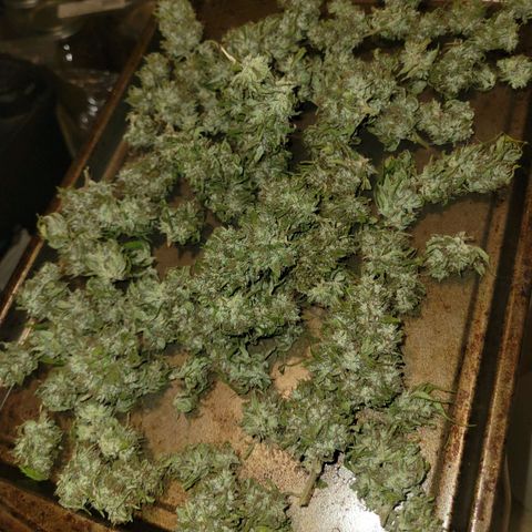Afghan Hash growlog photo: Tried and in cure jars