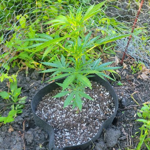 Afghan Hash Plant growlog photo: First week in the ground 