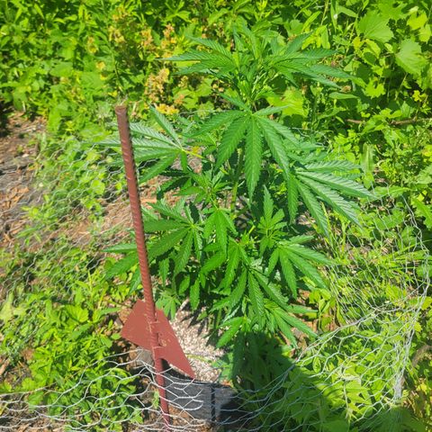 Afghan Hash Plant growlog photo: Looking absolutely beautiful 