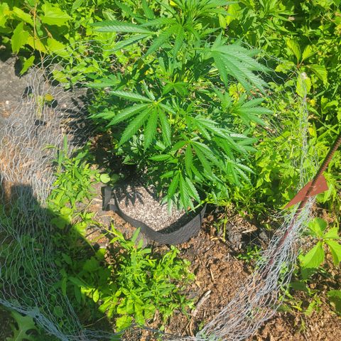 Afghan Hash Plant growlog photo: Looking absolutely beautiful 