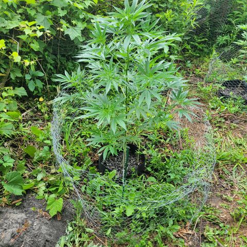 Afghan Hash Plant growlog timeline photo