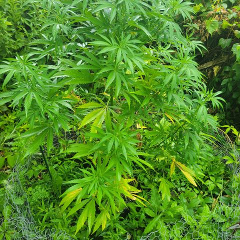 Afghan Hash Plant growlog timeline photo