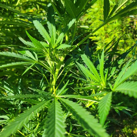 Afghan Hash Plant growlog photo: Flowering probably 3rd week