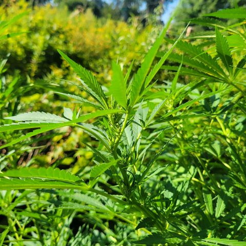 Afghan Hash Plant growlog photo: Flowering probably 3rd week