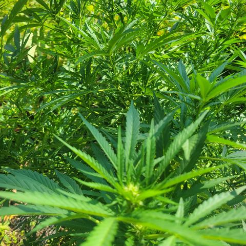 Afghan Hash Plant growlog timeline photo