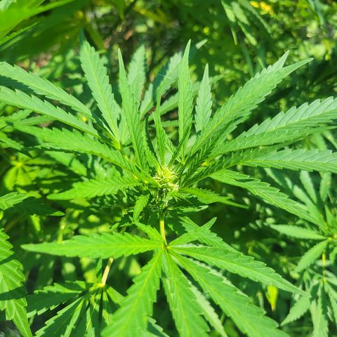 Afghan Hash Plant growlog timeline photo