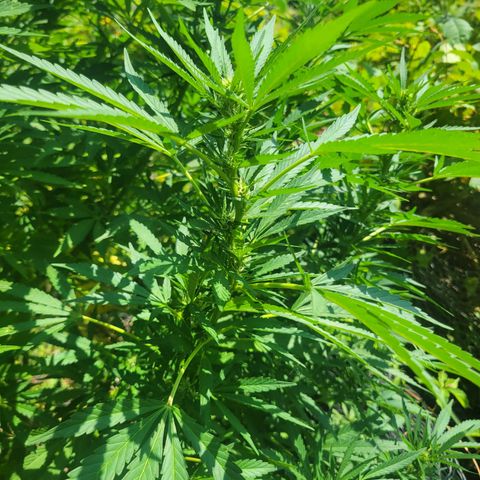 Afghan Hash Plant growlog photo: Starting to bulk up this plant is so much healthier and bigger then last years.
