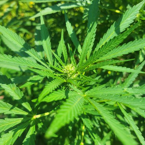 Afghan Hash Plant growlog photo: Starting to bulk up this plant is so much healthier and bigger then last years.