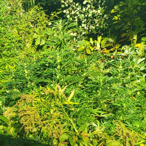 Afghan Hash Plant growlog photo: Buds are starting to fatten up