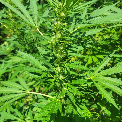 Afghan Hash Plant growlog timeline photo
