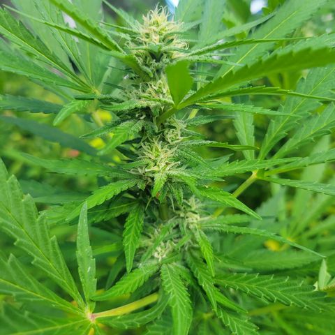 Afghan Hash Plant growlog timeline photo