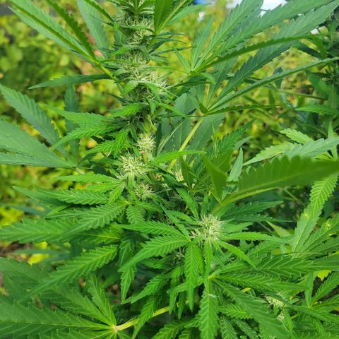 Afghan Hash Plant growlog timeline photo