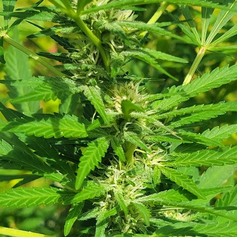 Afghan Hash Plant growlog timeline photo