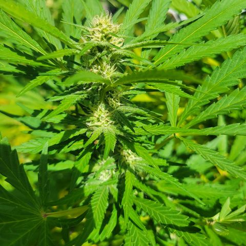 Afghan Hash Plant growlog timeline photo
