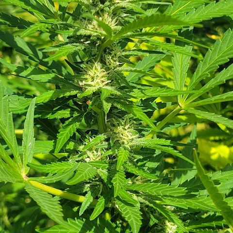 Afghan Hash Plant growlog timeline photo