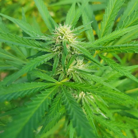 Afghan Hash Plant growlog timeline photo