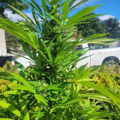 Afghan Hash Plant growlog timeline photo
